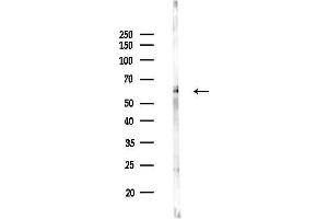 anti-MST1/MST2 (pThr180), (pThr183) antibody