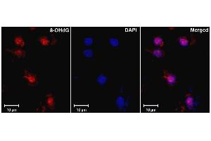 Immunohistochemistry analysis using Mouse Anti-DNA Damage Monoclonal Antibody, Clone 15A3 . (DNA/RNA Damage antibody (HRP))