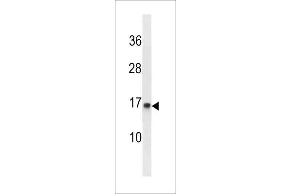 POMP antibody  (C-Term)