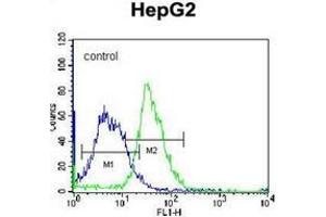 Flow cytometric analysis of K562 cells using PLEKHH1 Antibody (C-term) Cat. (PLEKHH1 antibody  (C-Term))