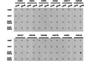 Dot-blot analysis of all sorts of methylation peptides using H4K20me2 antibody. (Histone 3 antibody  (2meLys20))