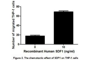 SDF1 (stromal cell-derived factor 1), also known as C-X-C motif chemokine 12, is a chemokine protein that has chemotaxis active on T-lymphocytes and monocytes. (CXCL12 Protein (AA 23-89) (His tag,GST tag))