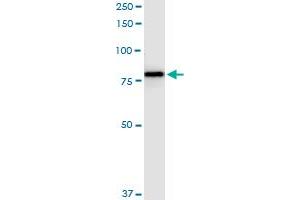 Immunoprecipitation of F13A1 transfected lysate using anti-F13A1 MaxPab rabbit polyclonal antibody and Protein A Magnetic Bead , and immunoblotted with F13A1 MaxPab mouse polyclonal antibody (B01) . (F13A1 antibody  (AA 1-732))