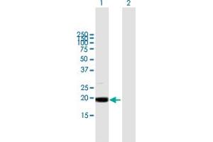 Western Blot analysis of MRPL49 expression in transfected 293T cell line by MRPL49 MaxPab polyclonal antibody. (MRPL49 antibody  (AA 1-166))