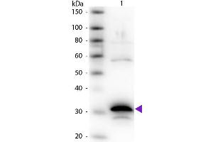 Western Blot of Rabbit Anti-Carboxypeptidase A primary antibody. (CPA antibody)