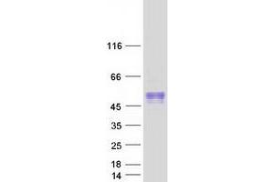BTBD17 Protein (Myc-DYKDDDDK Tag)
