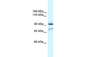 WB Suggested Anti-Gria1 Antibody Titration: 1.