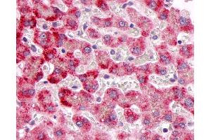 Anti-MKP-8 / DUSP26 antibody IHC of human liver. (DUSP26 antibody  (C-Term))