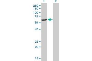 Western Blot analysis of DEPDC7 expression in transfected 293T cell line by DEPDC7 MaxPab polyclonal antibody.