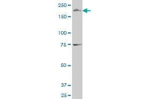 Formin 2 antibody  (AA 144-243)