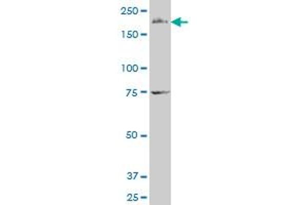 Formin 2 antibody  (AA 144-243)