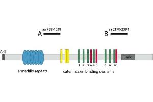 Image no. 1 for anti-Adenomatous Polyposis Coli (APC) antibody (ABIN1105397) (APC antibody)