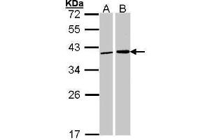 WB Image Sample (30 ug of whole cell lysate) A: 293T B: H1299 12% SDS PAGE antibody diluted at 1:1000 (Fibrillarin antibody)