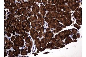 Image no. 2 for anti-Pogo Transposable Element with KRAB Domain (POGK) antibody (ABIN1500329) (POGK antibody)