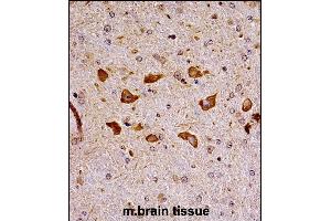 Mouse Pak7 Antibody (N-term) ((ABIN657995 and ABIN2846941))immunohistochemistry analysis in formalin fixed and paraffin embedded mouse brain tissue followed by peroxidase conjugation of the secondary antibody and DAB staining. (PAK7 antibody  (N-Term))