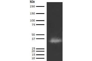 Western Blotting (WB) image for anti-Cathepsin G (CTSG) antibody (Biotin) (ABIN613033) (Cathepsin G antibody  (Biotin))