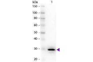 Western Blot of Rabbit Anti-Carbonic Anhydrase II primary antibody. (CA2 antibody)