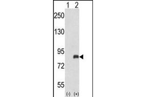 Western blot analysis of ADRBK2 (arrow) using rabbit polyclonal ADRBK2 Antibody (N-term) (ABIN653036 and ABIN2842650). (ADRBK2 antibody  (N-Term))