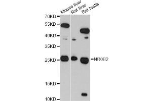 Western blot analysis of extracts of various cell lines, using NR0B2 antibody (ABIN5970937) at 1/1000 dilution. (NR0B2 antibody)