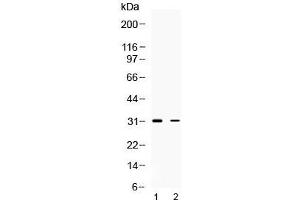 Western blot testing of 1) rat brain and 2) human HeLa lysate with TSG6 antibody at 0. (TNFAIP6 antibody  (AA 46-91))