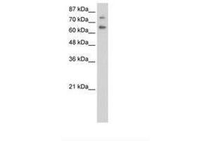 Image no. 1 for anti-Zinc Finger and SCAN Domain Containing 2 (ZSCAN2) (AA 31-80) antibody (ABIN6736257) (ZSCAN2 antibody  (AA 31-80))