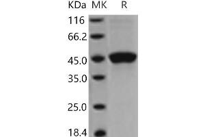 Western Blotting (WB) image for Tumor Necrosis Factor Receptor Superfamily, Member 18 (TNFRSF18) protein (Fc Tag) (ABIN7321198) (TNFRSF18 Protein (Fc Tag))