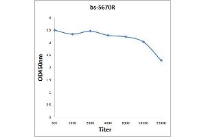 ELISA image for anti-Ribosomal Protein S6 Kinase, 70kDa, Polypeptide 1 (RPS6KB1) (pSer427) antibody (ABIN713006)