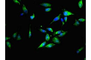 Immunofluorescence (IF) image for anti-14-3-3 zeta (YWHAZ) (AA 133-212) antibody (ABIN7142105)