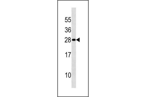Density Regulated Protein antibody  (AA 47-76)