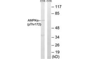 Western blot analysis of extracts from COS7 cells, using AMPK alpha (Phospho-Thr172) Antibody. (AMPK alpha antibody  (pThr183))