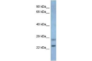 WB Suggested Anti-Neurog3 Antibody Titration: 1.