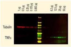 DyLight™ dyes can be used for two-color Western Blot detection with low background and high signal. (Goat anti-Rabbit IgG (Heavy & Light Chain) Antibody (DyLight 680) - Preadsorbed)