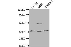 Western Blot Positive WB detected in: HepG2 whole cell lysate, A549 whole cell lysate, NTERA-2 whole cell lysate All lanes: OR4D10 antibody at 1:2000 Secondary Goat polyclonal to rabbit IgG at 1/50000 dilution Predicted band size: 36 kDa Observed band size: 36 kDa (OR4D1 antibody  (AA 86-98))