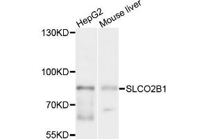 Western blot analysis of extracts of HepG2 and mouse liver cells, using SLCO2B1 antibody.