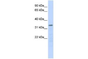 Western Blotting (WB) image for anti-Polymerase (RNA) III (DNA Directed) Polypeptide F, 39 KDa (POLR3F) antibody (ABIN2459222) (POLR3F antibody)