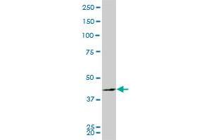 PBK monoclonal antibody (M03), clone 2D6. (PBK antibody  (AA 1-322))