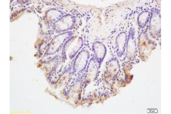 C9orf156 antibody  (AA 101-200)