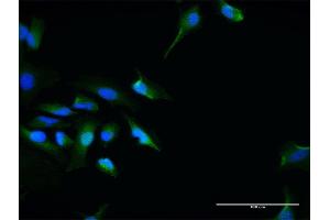 Immunofluorescence of purified MaxPab antibody to SEC13 on HeLa cell. (SEC13 antibody  (AA 1-325))