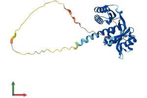 AlphaFold protein structure predicition of Human Recombinant TACO1 Protein, UniprotID Q9BSH4 (TACO1 Protein (AA 1-297) (His tag))