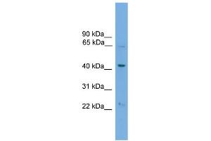 WB Suggested Anti-PODXL2 Antibody Titration:  0. (PODXL2 antibody  (N-Term))