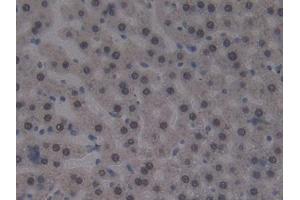 Used in DAB staining on fromalin fixed paraffin- embedded liver tissue (CUBN antibody  (AA 3511-3623))