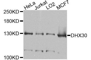 Western blot analysis of extracts of various cells, using DHX30 antibody. (DHX30 antibody)
