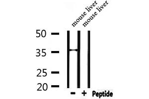 Western blot analysis of extracts from mouse liver, using SFRP3 Antibody. (FRZB antibody  (C-Term))