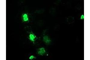 Anti-MEF2C mouse monoclonal antibody (ABIN2454283) immunofluorescent staining of COS7 cells transiently transfected by pCMV6-ENTRY MEF2C (RC220584). (MEF2C antibody)