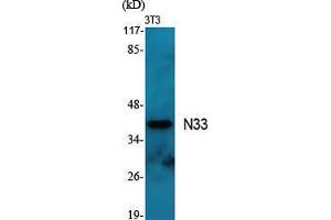 Western Blot (WB) analysis of specific cells using N33 Polyclonal Antibody.