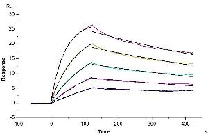Human IL-23R, mFc Tag captured on CM5 Chip via Anti-Mouse Antibody can bind Human IL-23 alpha&IL-12 beta, His Tag with an affinity constant of 11. (IL23R Protein (AA 24-355) (mFc Tag))