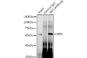 Immunoprecipitation analysis of 600 μg extracts of Mouse thymus using 3 μg IRF5 antibody (ABIN7267957). (IRF5 antibody)
