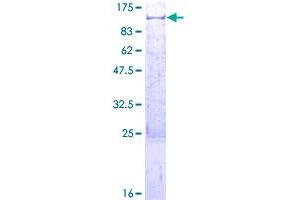 TNIP1 Protein (AA 1-636) (GST tag)