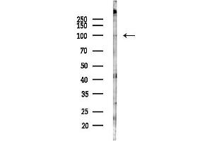 anti-Transient Receptor Potential Cation Channel, Subfamily A, Member 1 (TRPA1) (Internal Region) antibody