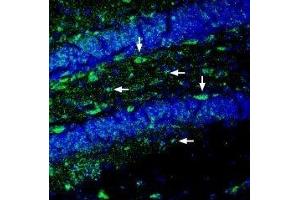Expression of Ephrin-A2 in mouse hippocampus - Immunohistochemical staining of perfusion-fixed frozen mouse brain sections with Anti-Ephrin-A2 (extracellular) Antibody (ABIN7043129, ABIN7044257 and ABIN7044258), (1:200), followed by goat-anti-rabbit-AlexaFluor-488. (Ephrin A2 antibody  (Extracellular))